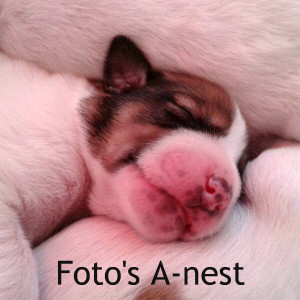 Foto's A-nest
