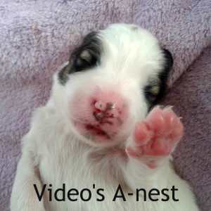 Video's A-nest